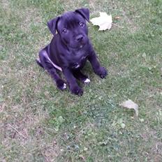 Staffordshire bull terrier Guinness