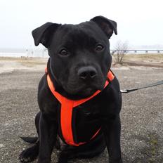 Staffordshire bull terrier Guinness