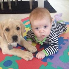 Labrador retriever Cocio - Halfdan's blue mama vodka