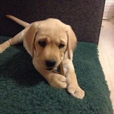 Labrador retriever Cocio - Halfdan's blue mama vodka