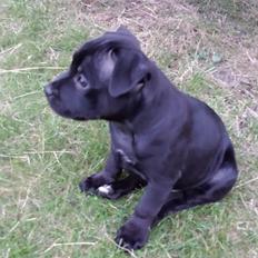 Staffordshire bull terrier Guinness