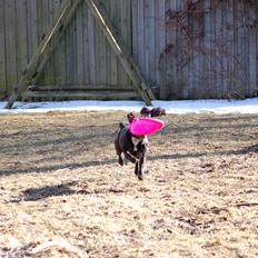 Staffordshire bull terrier Gucci