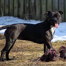 Staffordshire bull terrier Gucci