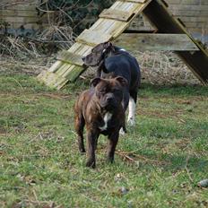 Staffordshire bull terrier Carbo
