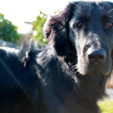 Flat coated retriever Bailey