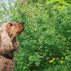Cocker spaniel Diesel