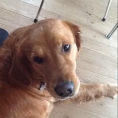 Golden retriever Bella