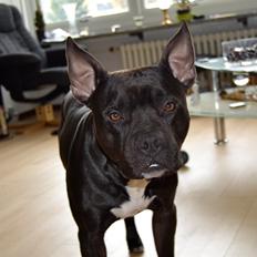 Blanding af racer Al Capone Junior (Capone)