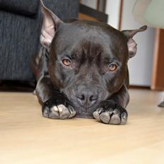 Blanding af racer Al Capone Junior (Capone)