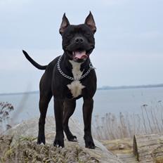 Blanding af racer Al Capone Junior (Capone)