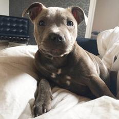Staffordshire bull terrier Enchanting Ice Queen (Lucca)