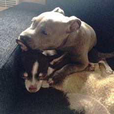 Staffordshire bull terrier Enchanting Ice Queen (Lucca)