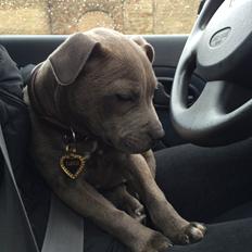 Staffordshire bull terrier Enchanting Ice Queen (Lucca)