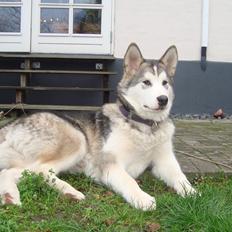 Alaskan malamute Riina (himmelhund)