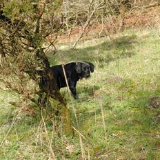 Blanding af racer lab/engelskspringer Lucky