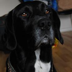 Blanding af racer lab/engelskspringer Lucky