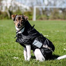 Dansk svensk gaardhund Cody