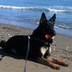 Schæferhund Cartagena Qubik