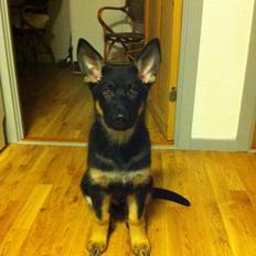 Schæferhund Cartagena Qubik