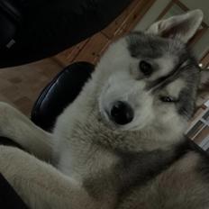 Siberian husky Enzo's Barely legale. I dagligtale kaldt Balto