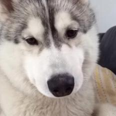 Siberian husky Enzo's Barely legale. I dagligtale kaldt Balto