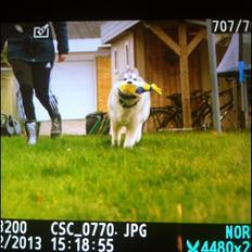Siberian husky Enzo's Barely legale. I dagligtale kaldt Balto