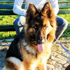 Schæferhund Ivanhoes Ameenah