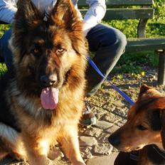 Schæferhund Ivanhoes Ameenah