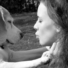 Beagle Winters Snow Barry