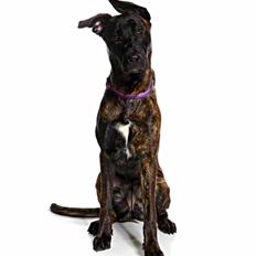 Blanding af racer Tasja