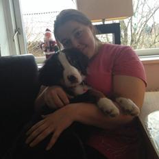 Berner sennenhund Max