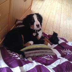 Berner sennenhund Max