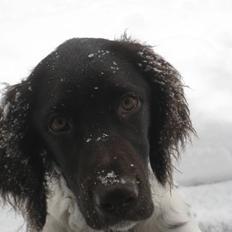 Kleiner münsterländer Sallie
