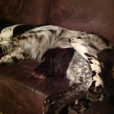 Kleiner münsterländer Sallie