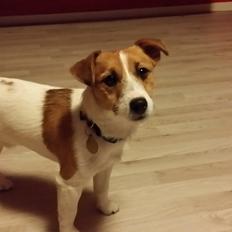 Jack russell terrier Thor