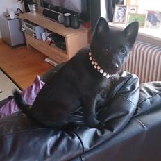 Schipperke Hytting's Ellen (Schiva)