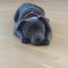 Staffordshire bull terrier Mumu