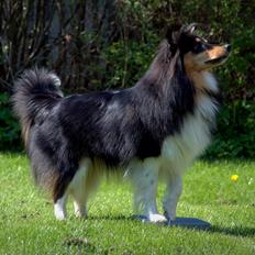 Shetland sheepdog Elverlamshusets Haley Mini