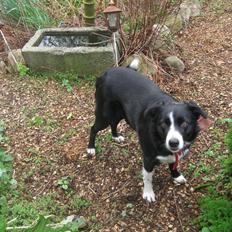 Border collie Tezz
