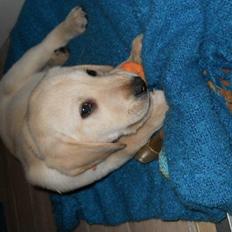 Labrador retriever Coda