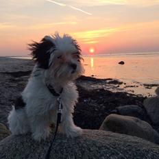 Bichon havanais Nimbus