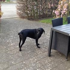 Labrador retriever Molly