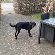 Labrador retriever Molly