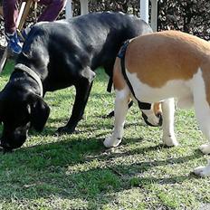 Labrador retriever Molly