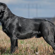 Labrador retriever Mochipappa's Bobby Mcferrin