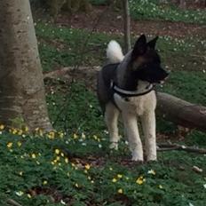 American Akita Boogie-Woogie De mandraka (Rocky)