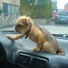 Blanding af racer Czapi