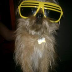 Blanding af racer Czapi