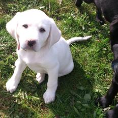 Labrador retriever Micha Mi Diamante