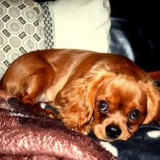 Cavalier king charles spaniel Ludvig